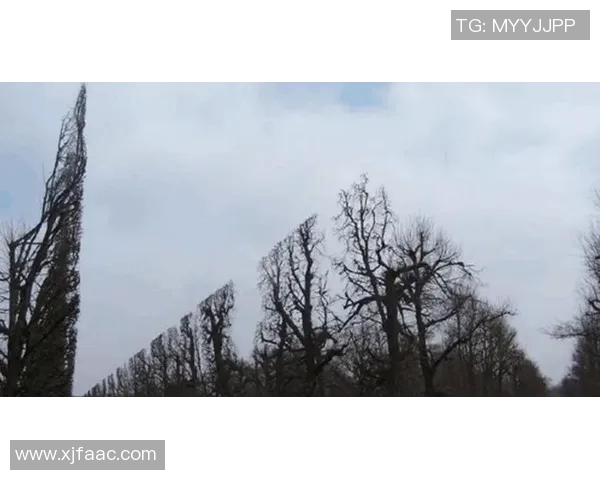 探秘3D晚秋之美与谜图的奇妙结合与艺术魅力